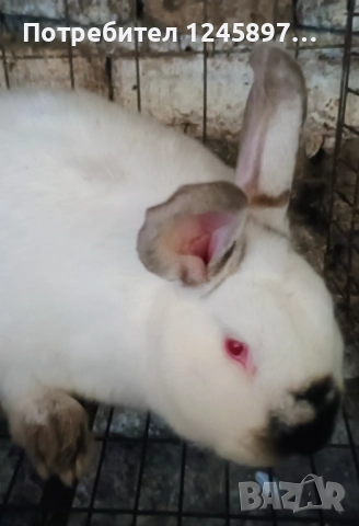 Калифорнийски зайци 