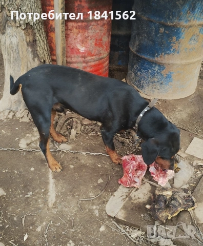 Продават се гончета , снимка 7 - Гонче - 53605190