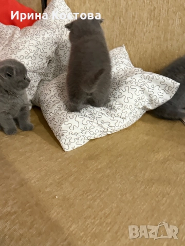 Малки клепоухи Британчета, снимка 12 - Британска късокосместа - 52920418