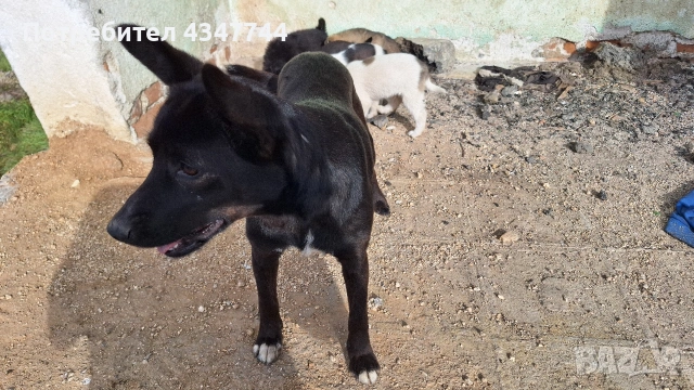 Подаряват се 6 малки кученца. , снимка 11 - Други - 53070675