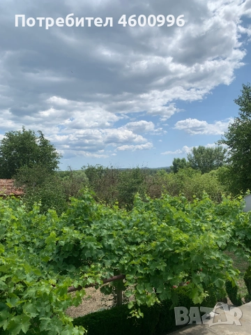 Продавам къща в село Дъбравино, Варненско, с просторен двор – 3 декара, снимка 15 - Къщи - 51788048