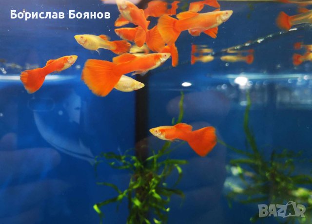 Гупа Фул ред албино