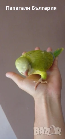 Папагалче Монах , снимка 4 - Папагали - 50712132