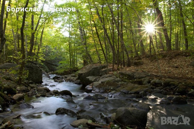 Продавам гора в землището на с. Тепава