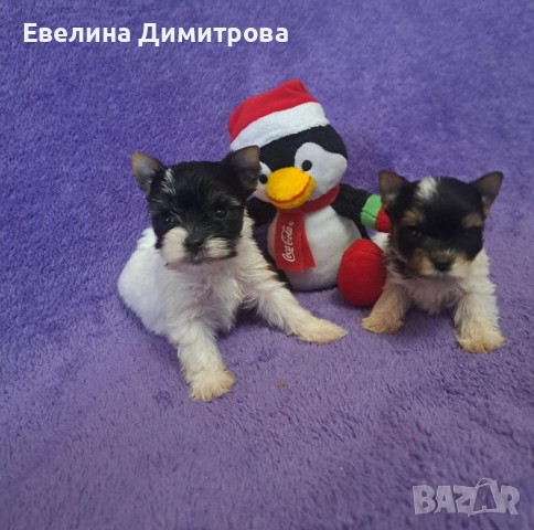 Йоркширски териер бивер момчета