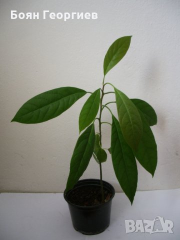 Авокадо - дръвчета - фиданки, снимка 2 - Градински цветя и растения - 28564002