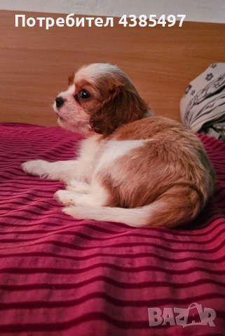 Кавалер Кинг Чарлз Шпаньол мъжко и женско , снимка 3 - Кавалер кинг чарлз шпаньол - 53288486