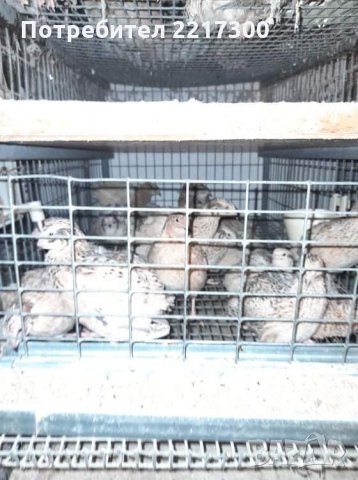 Продавам пъдпъдъци , снимка 4 - За птици - 35108880