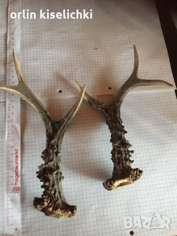 Рога от младо еленче!, снимка 2 - Декорация за дома - 28205678