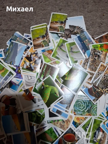 Стикери / лепенки за албум с животни на Билла, снимка 4 - Други - 51347384