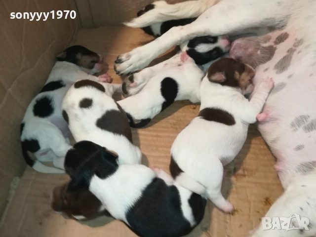 ДЖАК РЪСЕЛ 1908250701