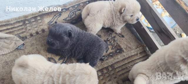 Кученца чау чау родени на 17.10, снимка 3 - Други - 52359629