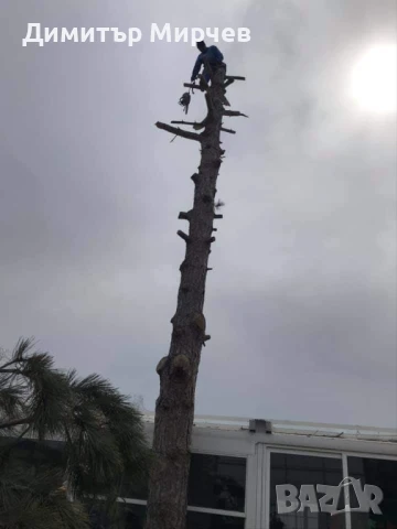 Рязане на високи опасни дървета Косене на тревни площи, снимка 2 - Други услуги - 50980475