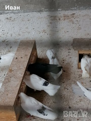 Закъртени Гълъби ., снимка 2 - Гълъби - 25111559