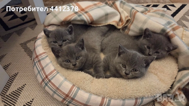 британски сини късокосмести котета 