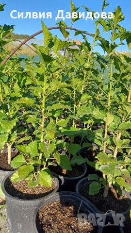 декоративни храсти и растения, снимка 4 - Градински цветя и растения - 51517818