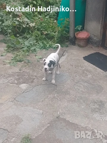 Продавам питбол на 3 месеца , снимка 1