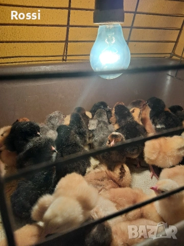 Дворни пиленца, снимка 4 - Кокошки и пуйки - 53276186