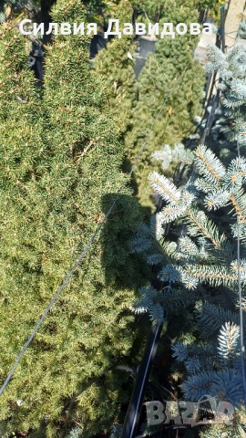 Смърч коника , снимка 10 - Градински цветя и растения - 52505478