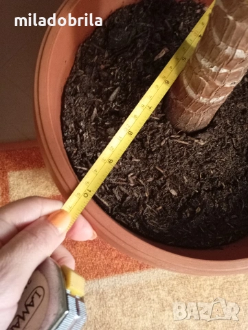 Юка стайна, снимка 7 - Стайни растения - 50234535