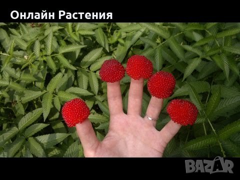 Розолистна малина Мяо Мяо  ( Rubus rosaefolius) и И Ягодо малина (Астерик), снимка 3 - Градински цветя и растения - 27194168