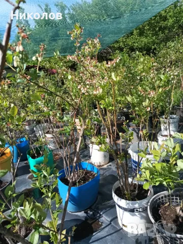 Американска боровинка , снимка 2 - Градински цветя и растения - 50310847