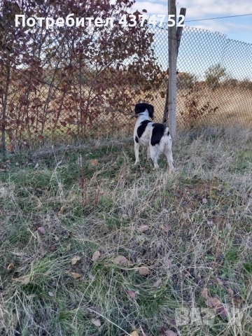 Женски бретон шпаньол, снимка 5 - Бретон шпаньол - 52876247