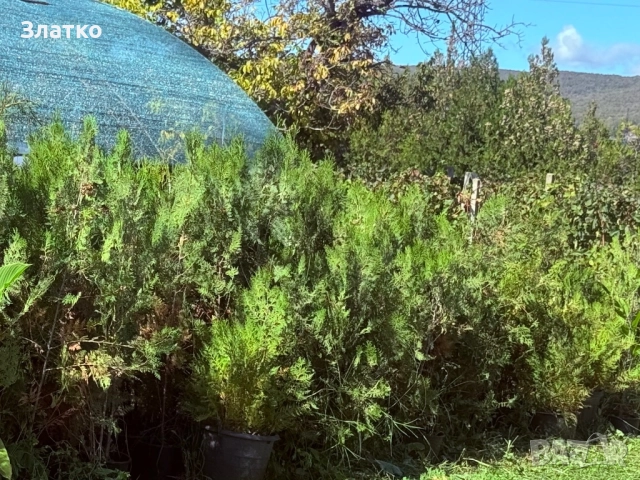 Туя Брабант, снимка 3 - Градински цветя и растения - 52099802