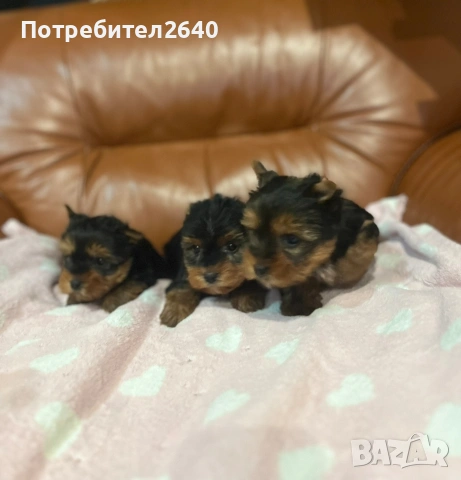 Йоркширски териер-стандарт, снимка 5 - Йоркширски териер - 53142975