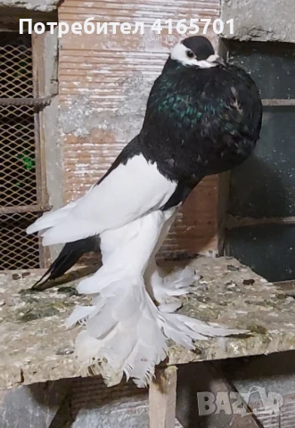 Продавам Седлати, снимка 3 - Гълъби - 51038445