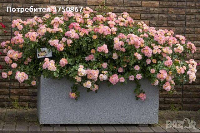 🌹 РОЗА 🌹 Peach DRIFT® Meiggili 🌹, снимка 4 - Градински цветя и растения - 51264438