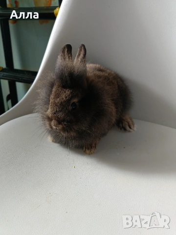 Декоративен заек , 2,5 месеца, снимка 3 - Декоративни зайчета - 53507625