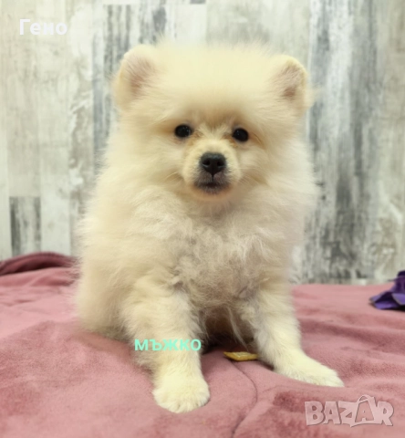 Померан , снимка 3 - Померан - 52095505