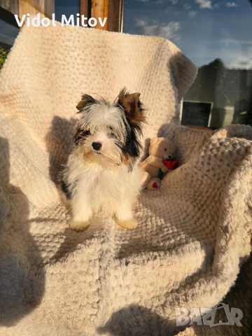 Мини Бивър Йоркширски териер момиче , снимка 4 - Йоркширски териер - 52489193