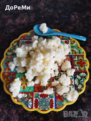 ПРОБИОТИК ~ Тибетски КЕФИРНИ зърна Кефир за млечна ферметнация 