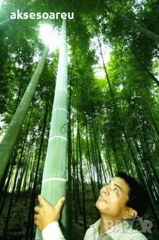 100 качествени Семена от гигантски бамбук Moso Bambo градински горски декоративни растения за дома , снимка 9 - Сортови семена и луковици - 50334157