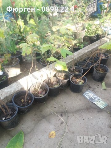 Налични 27 СОРТА МАЛИНИ, снимка 6 - Разсади - 39102984