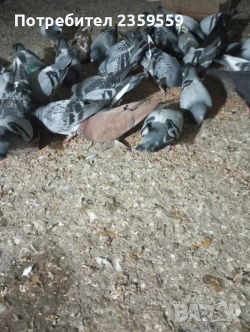 Пощенски гълъби за състезания.