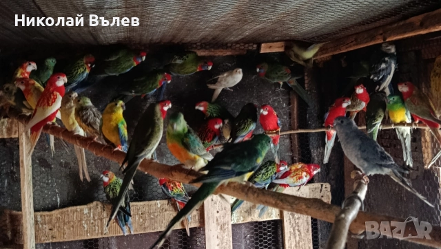 Розели и пенанти