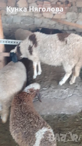 Продавам агнета и овце, снимка 2 - Овце - 51152827
