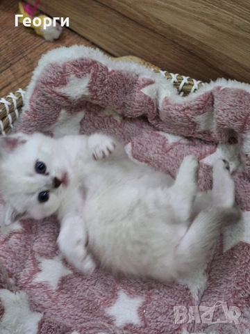 Британски късокосмести, снимка 4 - Британска късокосместа - 52717297