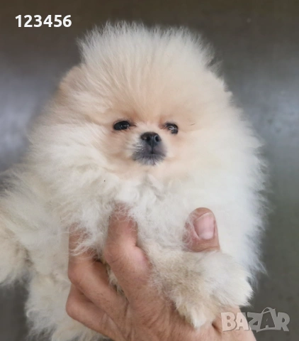 Померан , снимка 3 - Померан - 52975876