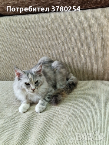 Мейн Кун , снимка 2 - Мейн кун - 52314032