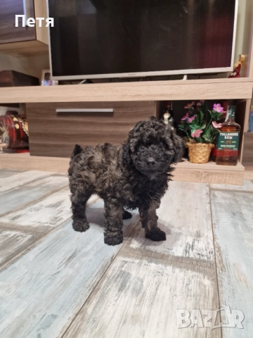 Пудел мини момче, снимка 7 - Пудели - 52651544