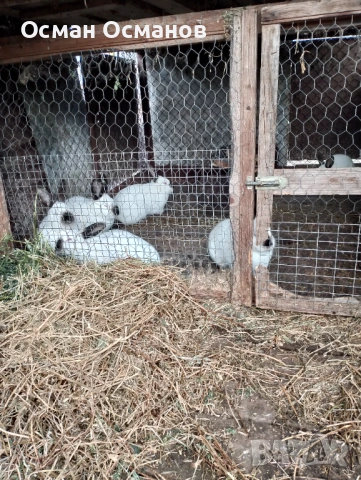 Продавам, снимка 7 - Други животни - 53452437