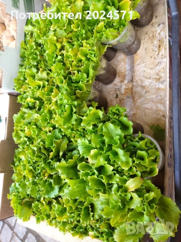 Разсад- къдрава марула 0.50 лв. 