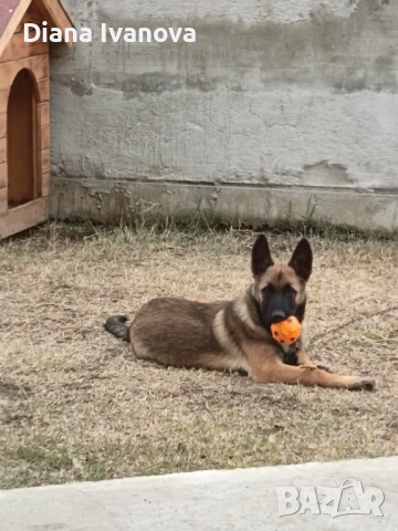 Подарявам Белгийска овчарка на 8 месеца 