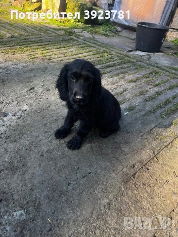 Кокер шпаньол, снимка 2 - Кокер шпаньол - 53261480