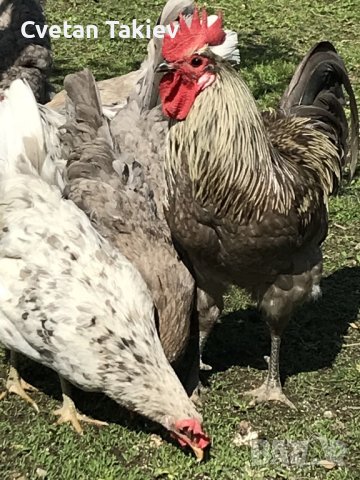 Шведски Исбар, три цвята, яйца и пилета, снимка 2 - Кокошки и пуйки - 42957901
