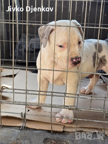 Американско були / American bully XL , снимка 6 - Други - 52453803